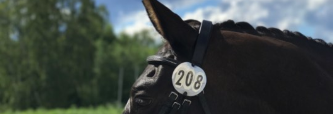 Høststevne i dressur